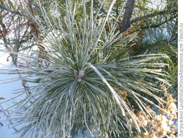 Иней на кедре