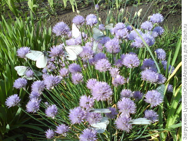 Бабочки на шнитт-луке