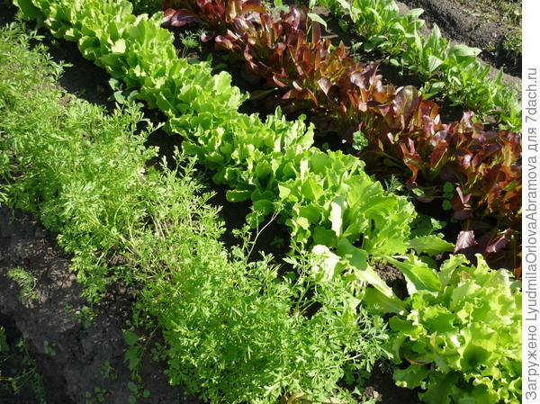 Декоративная грядка