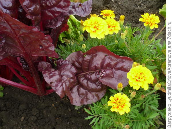 мангольд и бархатцы