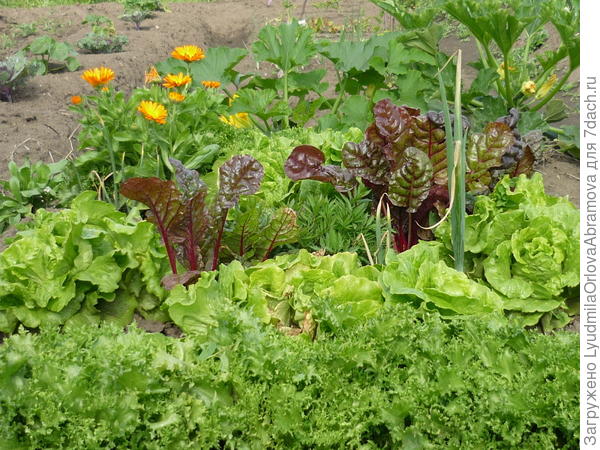 декоративная грядка