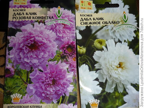 Махровая космея