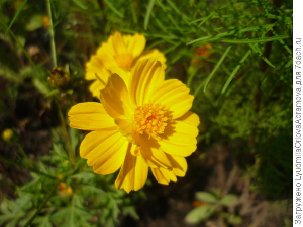 Желтая космея