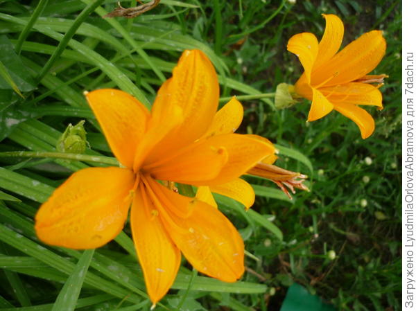 Цветы для победителей!