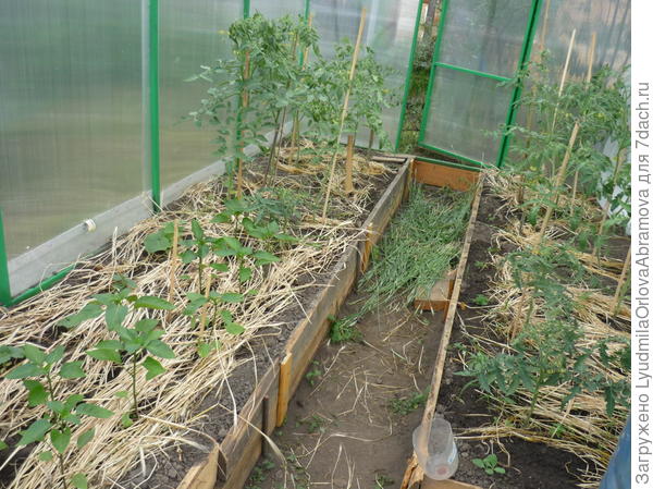 выращивание ранних овощей в теплице