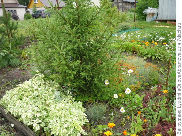 Сныть под елью