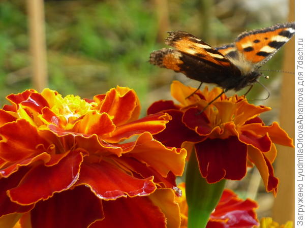 Бабочки на бархатцах