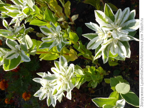 Молочай окаймленный