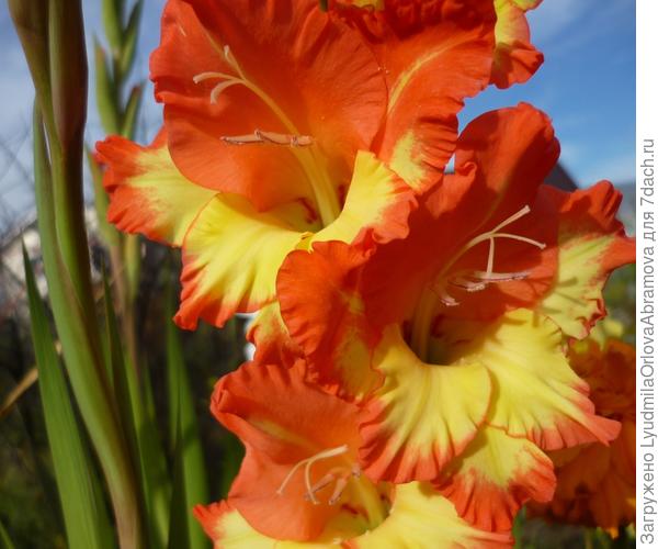 гладиолус