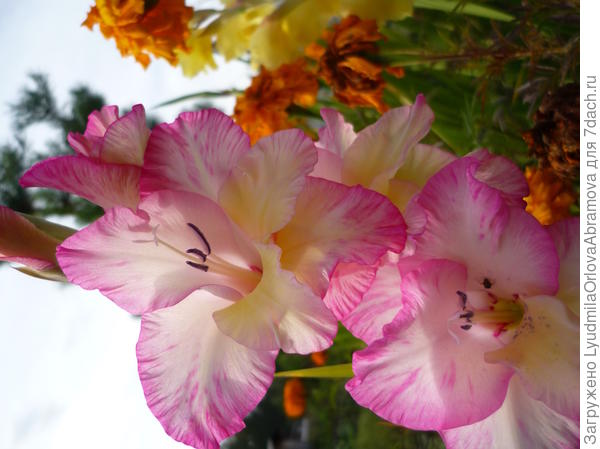 гладиолус