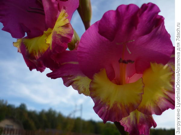 гладиолус