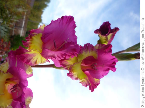 гладиолус