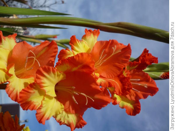 гладиолус