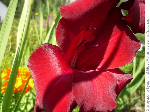 Гладиолус