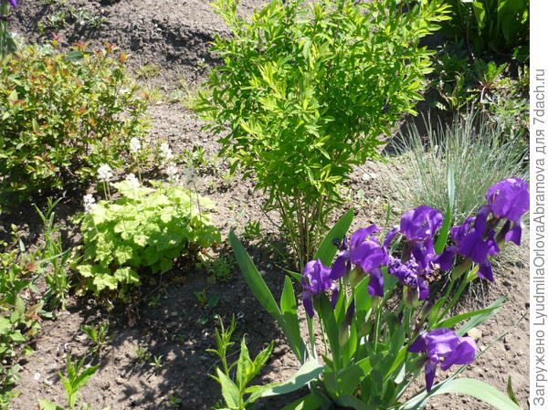 Гейхера в цветнике