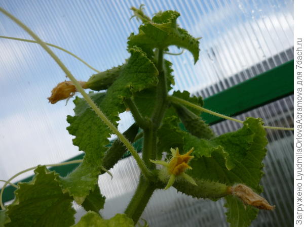 Завязи огурцов