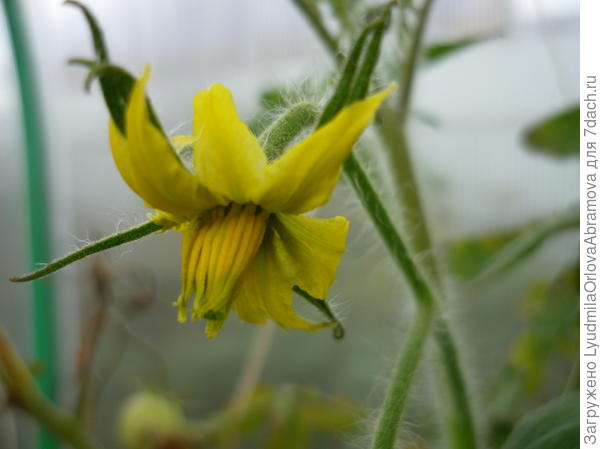 Цветут помидоры