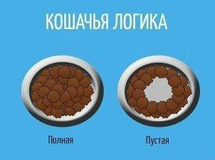 кошачья логика