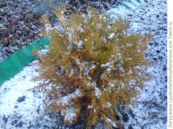 первый снежок