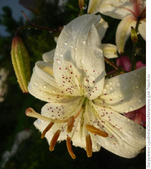 С Днем Рождения!