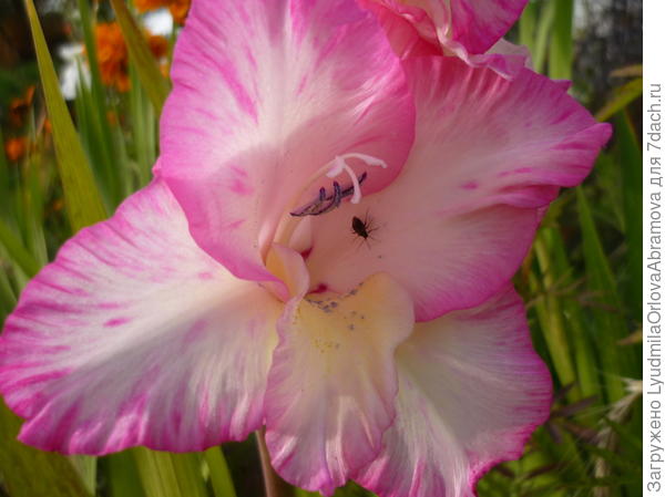 С Днем рождения!