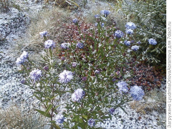 Сентябрина