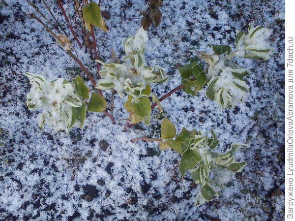 Молочай окаймленный