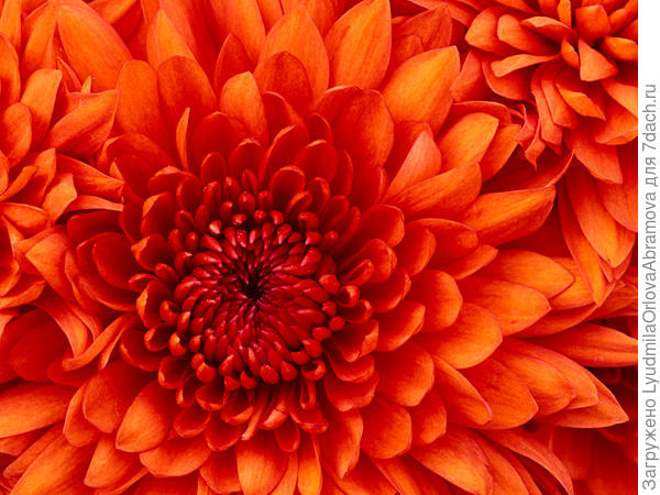 С Днем Рождения!