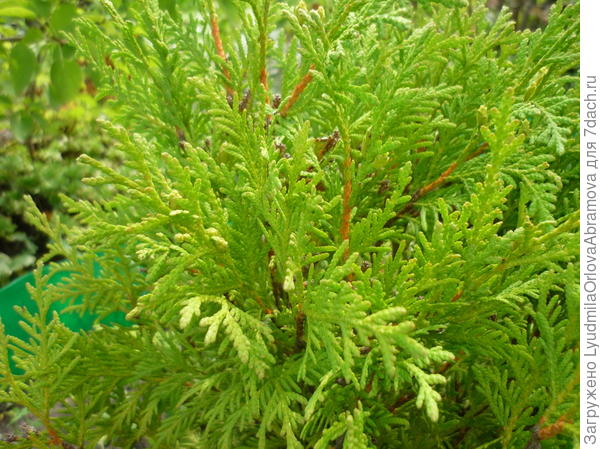 туя