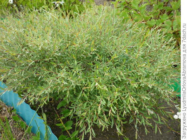 ива шаровидная