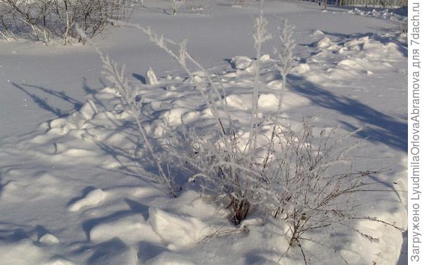 спирея серая в инее