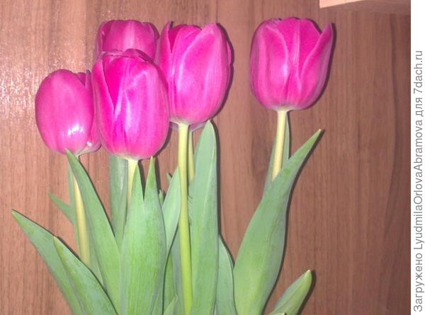 Милым дамам!