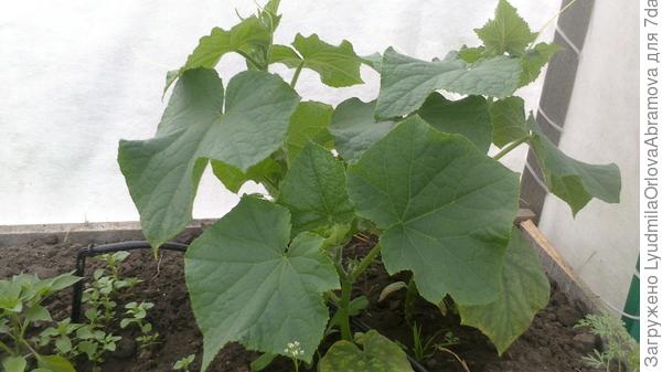 Подрастают огурчики, зацветают уже.