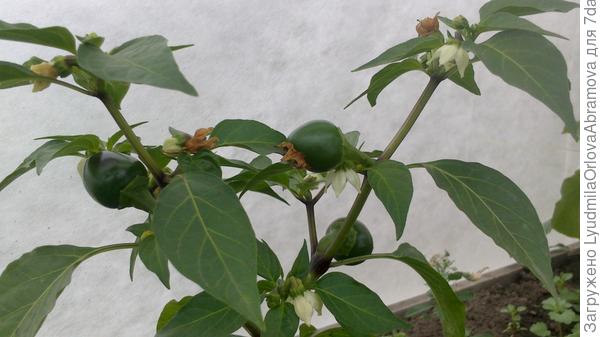 На перчике уже появились маленькие перчинки.