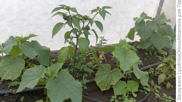 Огурчики, горький перчик.