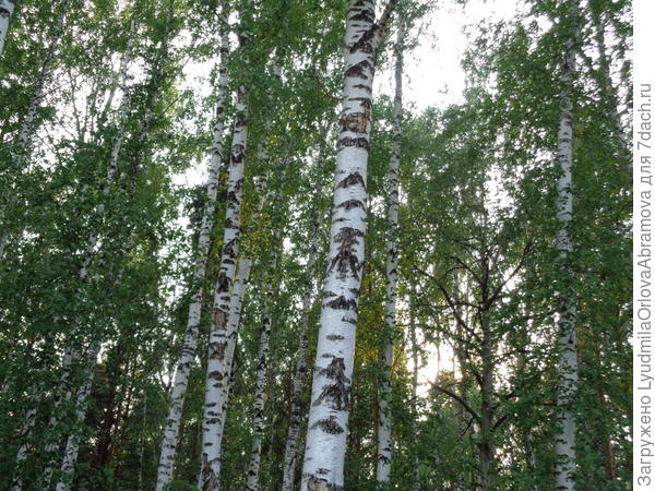 березы