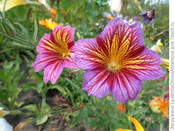 Вот такой разный...