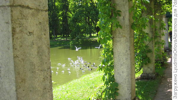 пергола