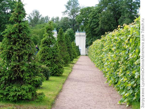 аллея парка