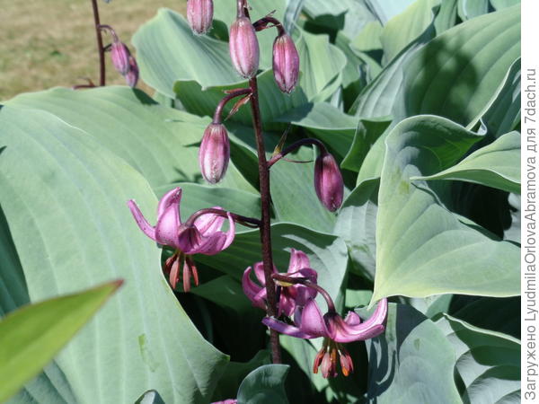 Лилия в хостах