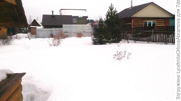 Вот только где же это мои крокусы-тюльпаны... Что-то пока не видать...:(:cry: С утра было -8, в саду уже -4, это после обеда. В доме - -1. Снега - море!