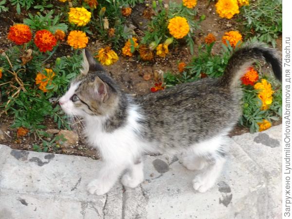 Ну и ладно, пойду, может,там угостят...