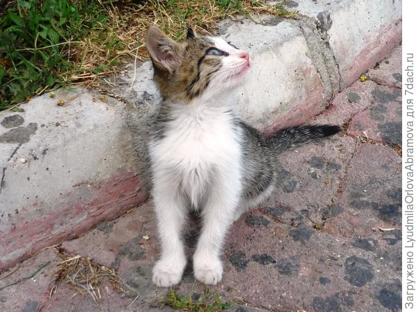 Ну вы же обещали!