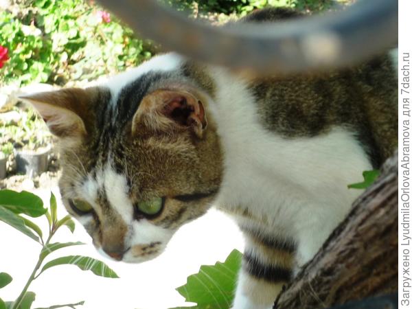 То ли мышка пробежала, то ли ящерка...