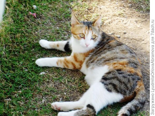 Ну чем я вам помешала? Лежу себе в сторонке...