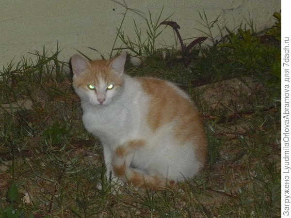 Я вас насквозь вижу...