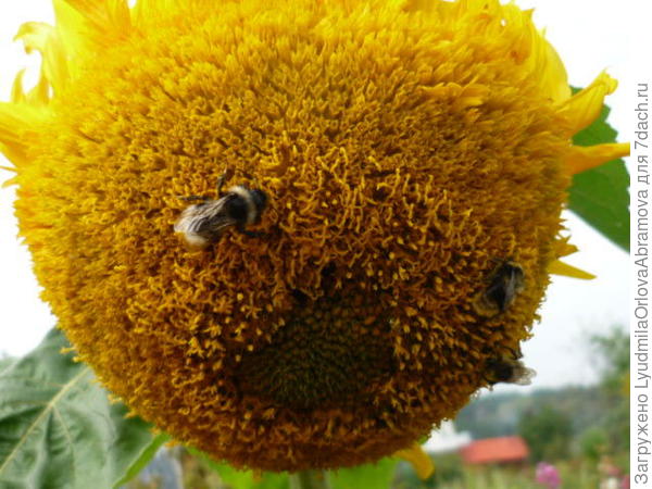 Пчелки - глазки, на щечке мушка.