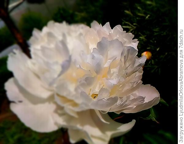 Вам мои пионы! Девушки, на выбор!