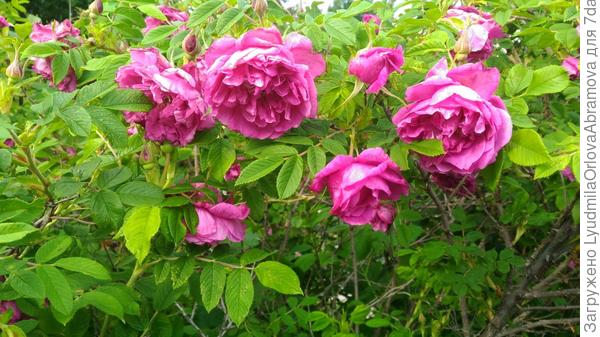 Здоровья, счастья, исполнения желаний!