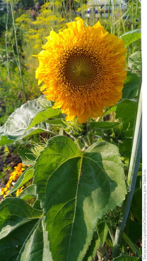 Приехала сегодня в сад, а тут подсолнушек декоративный расцвел.
